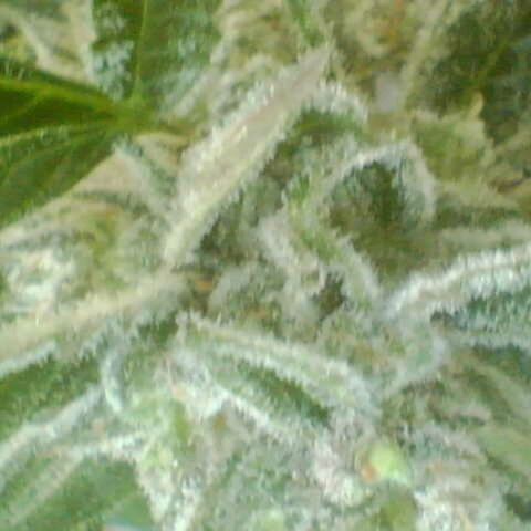 Auto White Widow growlog timeline photo