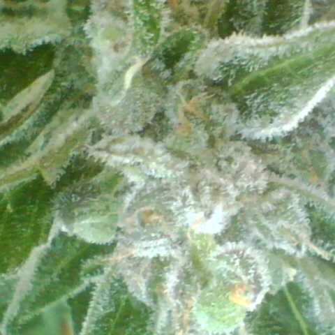 Auto White Widow growlog timeline photo