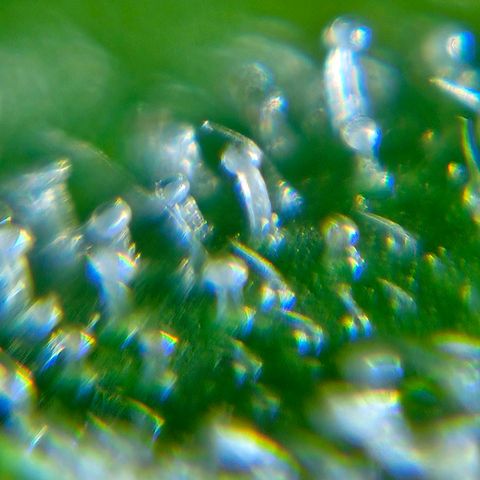 Auto White Widow growlog timeline photo