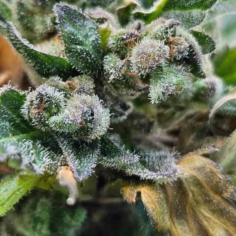 Auto White Widow growlog timeline photo