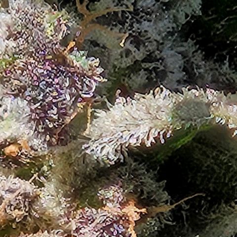 Auto White Widow growlog timeline photo