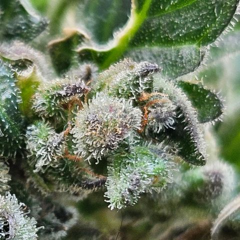 Auto White Widow growlog timeline photo