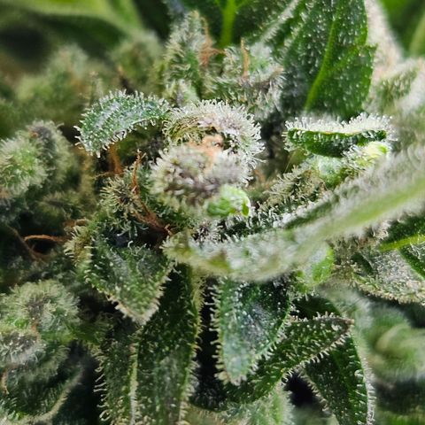 Auto White Widow growlog timeline photo