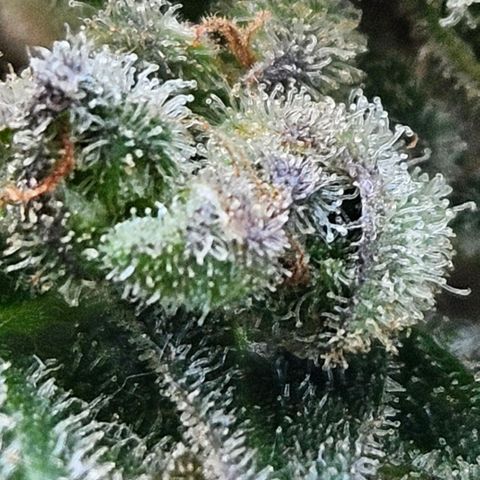 Auto White Widow growlog timeline photo