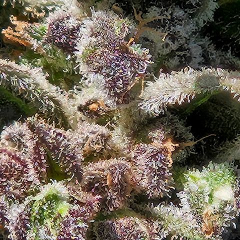 Auto White Widow growlog timeline photo