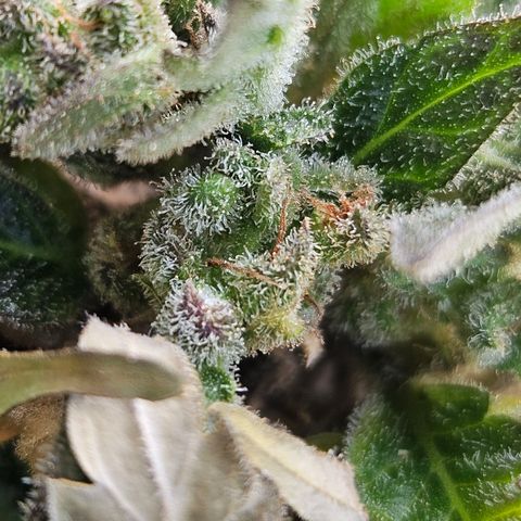 Auto White Widow growlog timeline photo