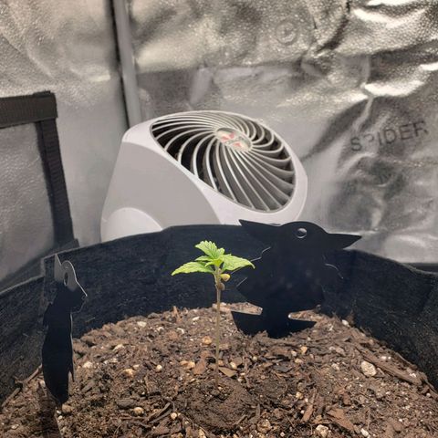 Gorilla Glue Auto growlog timeline photo