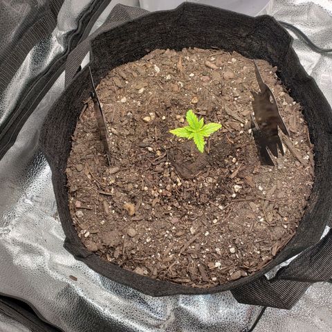 Gorilla Glue Auto growlog timeline photo