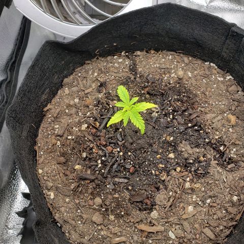 Gorilla Glue Auto growlog timeline photo