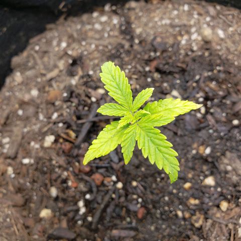 Gorilla Glue Auto growlog timeline photo
