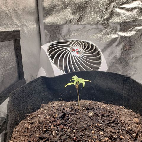 Gorilla Glue Auto growlog timeline photo