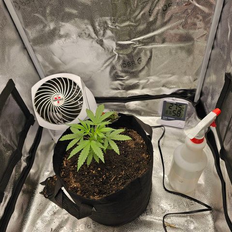 Gorilla Glue Auto growlog timeline photo