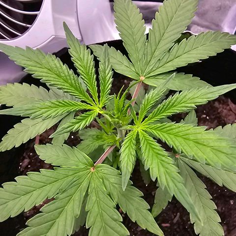 Gorilla Glue Auto growlog timeline photo