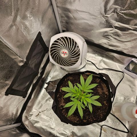 Gorilla Glue Auto growlog timeline photo