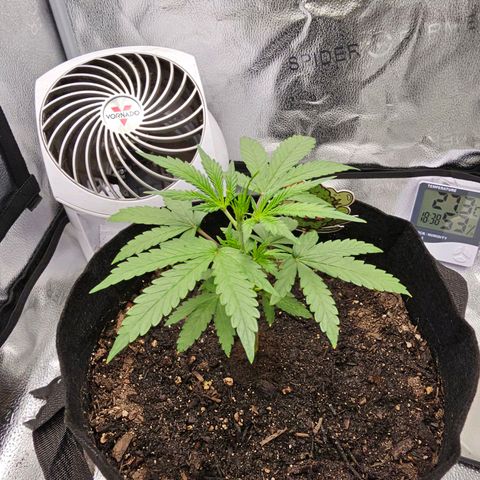 Gorilla Glue Auto growlog timeline photo