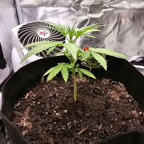 Gorilla Glue Auto growlog timeline photo
