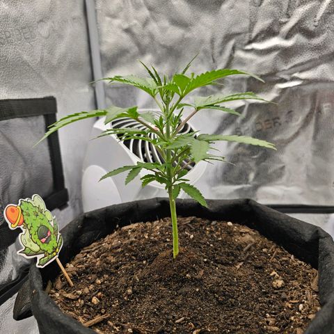 Gorilla Glue Auto growlog timeline photo