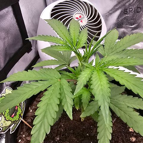 Gorilla Glue Auto growlog timeline photo