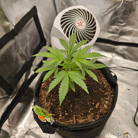 Gorilla Glue Auto growlog timeline photo