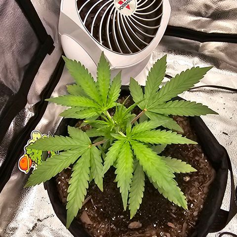 Gorilla Glue Auto growlog timeline photo