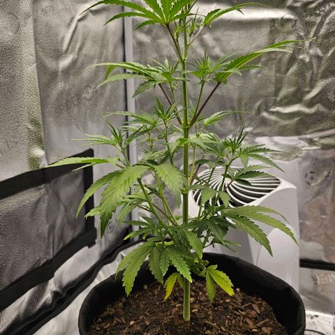 Gorilla Glue Auto growlog timeline photo