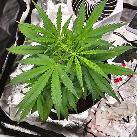 Gorilla Glue Auto growlog timeline photo