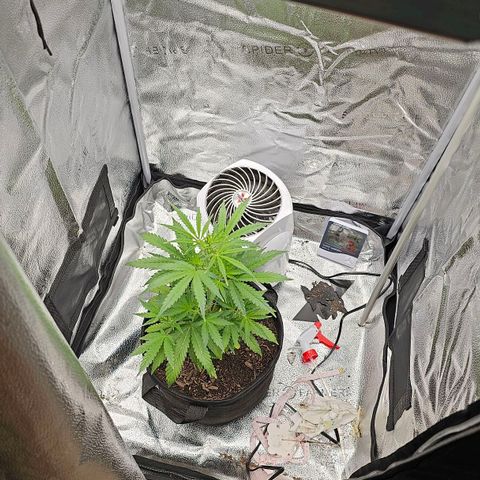 Gorilla Glue Auto growlog timeline photo