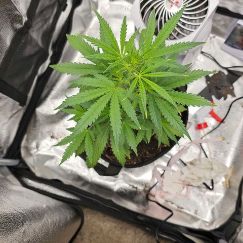 Gorilla Glue Auto growlog timeline photo