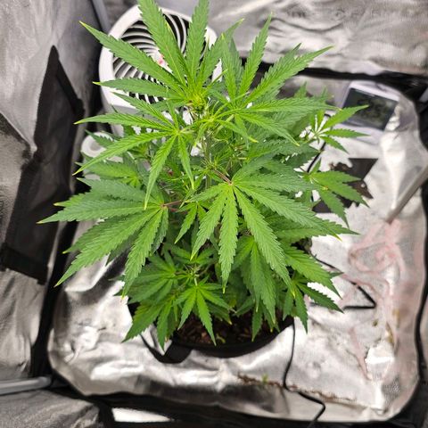 Gorilla Glue Auto growlog timeline photo
