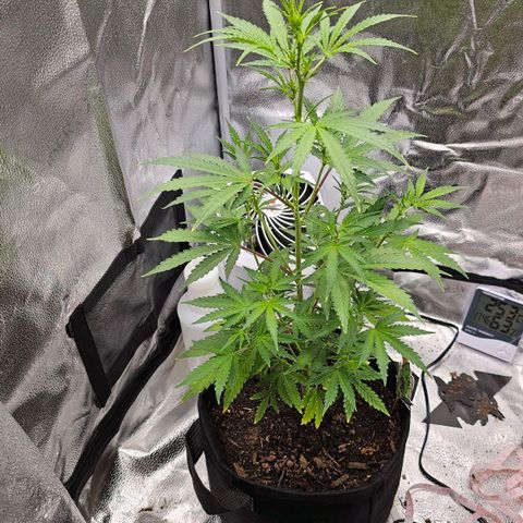 Gorilla Glue Auto growlog timeline photo