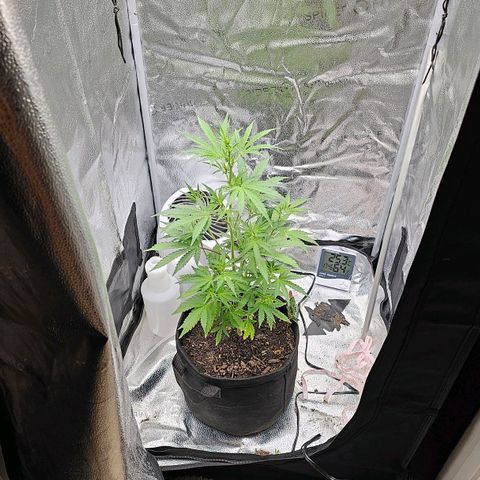 Gorilla Glue Auto growlog timeline photo