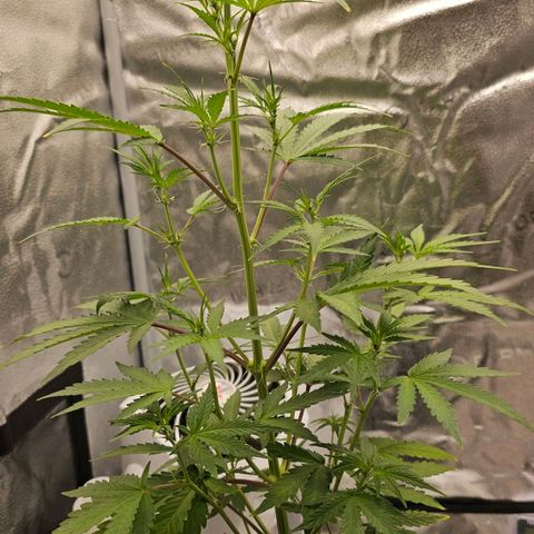 Gorilla Glue Auto growlog timeline photo