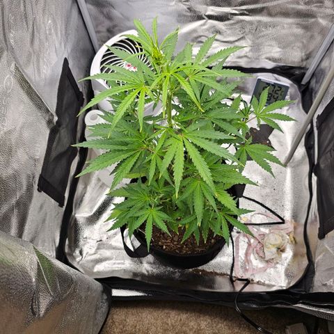 Gorilla Glue Auto growlog timeline photo