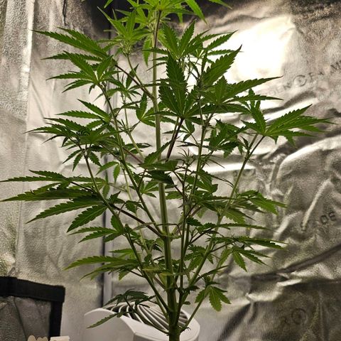 Gorilla Glue Auto growlog timeline photo