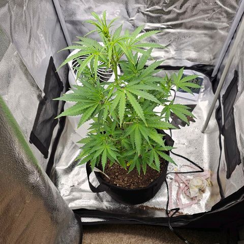 Gorilla Glue Auto growlog timeline photo