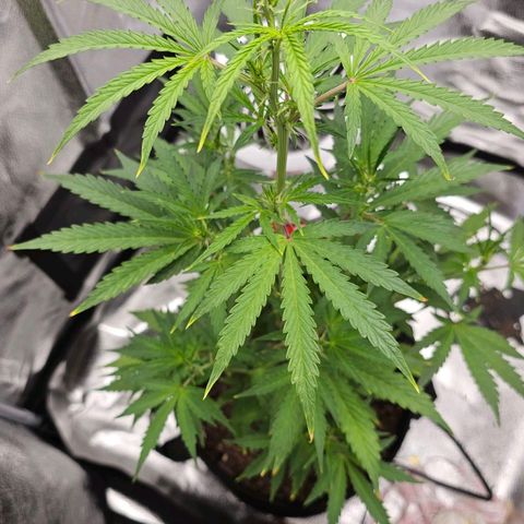 Gorilla Glue Auto growlog timeline photo