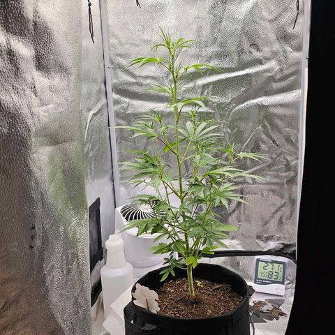 Gorilla Glue Auto growlog timeline photo