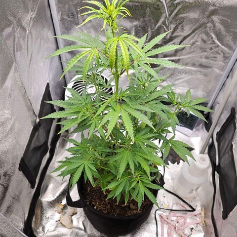 Gorilla Glue Auto growlog photo: WEEK 6 
