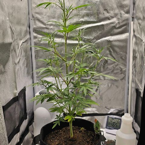 Gorilla Glue Auto growlog timeline photo