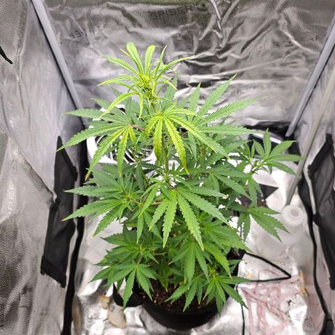 Gorilla Glue Auto growlog timeline photo