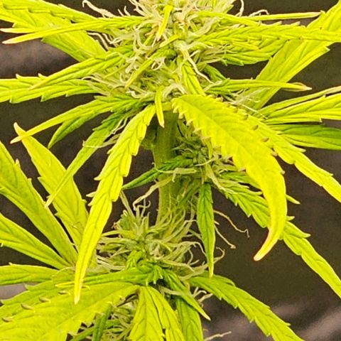 Gorilla Glue Auto growlog photo: 86 cm