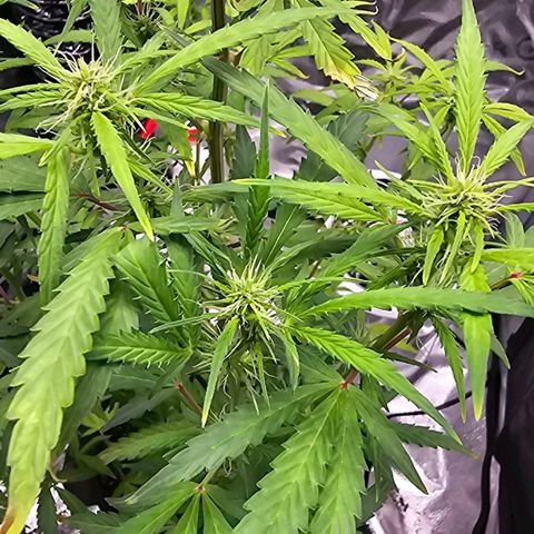 Gorilla Glue Auto growlog photo: 86 cm