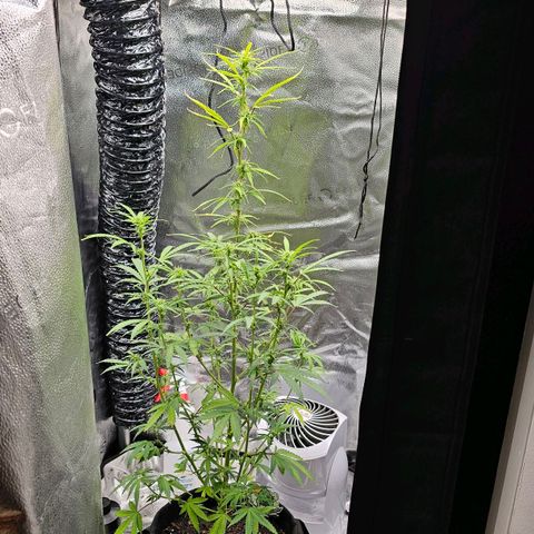 Gorilla Glue Auto growlog photo: 86 cm