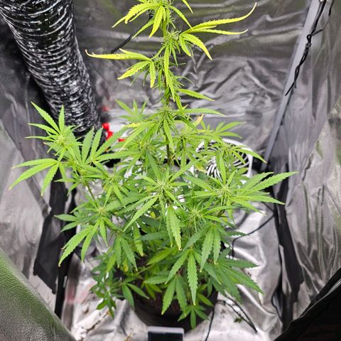 Gorilla Glue Auto growlog photo: 86 cm