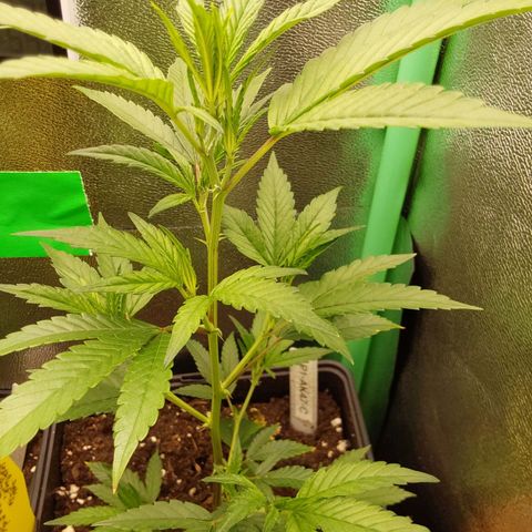 White Russian growlog photo: Vor Umstellung Blüte