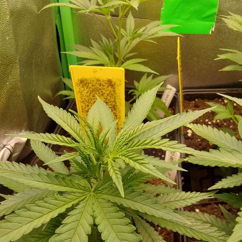 White Russian growlog photo: Vor Umstellung Blüte