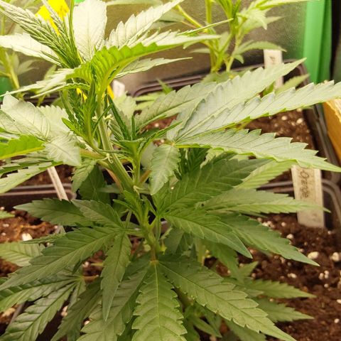 White Russian growlog photo: Vor Umstellung Blüte