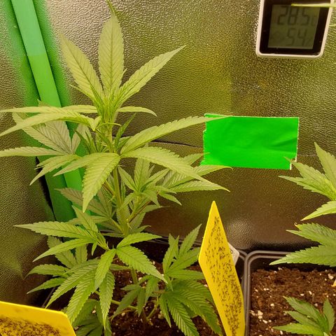 White Russian growlog photo: Vor Umstellung Blüte