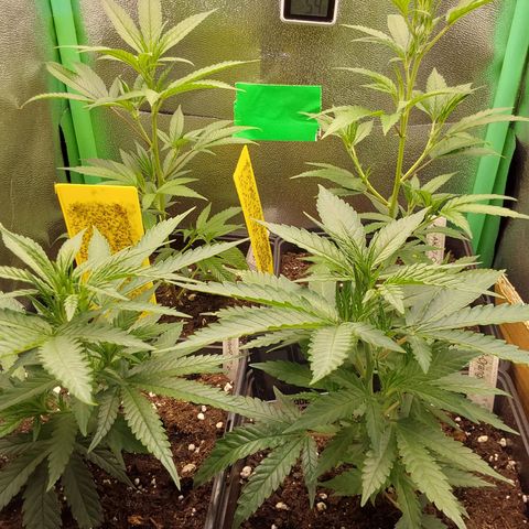 White Russian growlog photo: Vor Umstellung Blüte