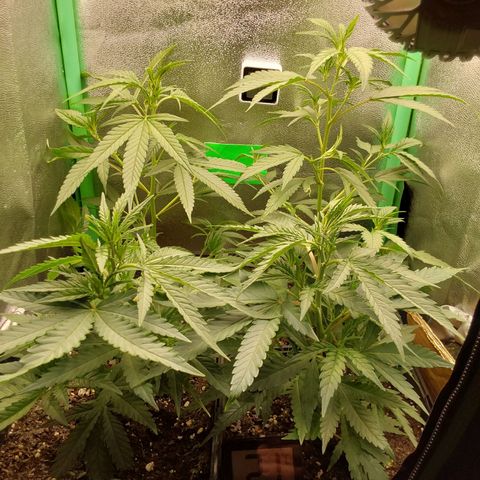 White Russian growlog photo: Nach Gevelsberg 